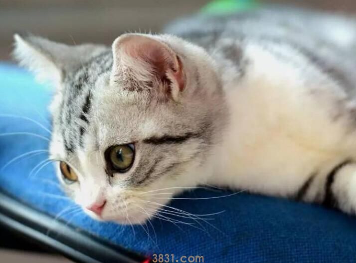 小猫多大绝育(图1)