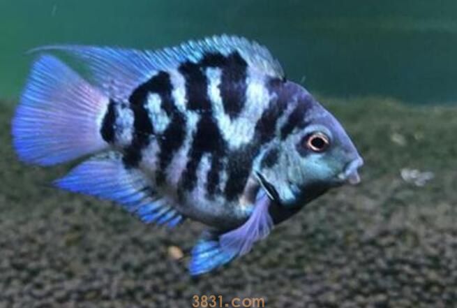 迷你鹦鹉鱼卵人工怎么孵化(图1)