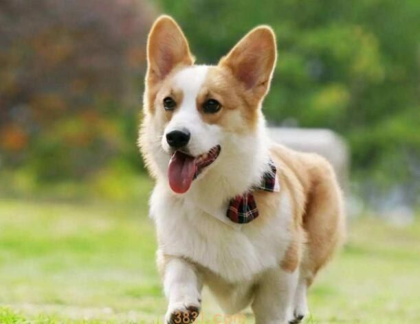 柯基一天睡几个小时(图1)