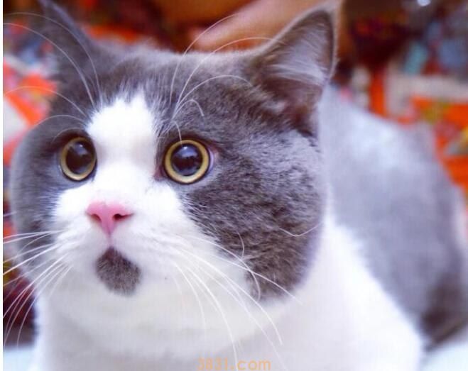 几个月大的猫咪为什么老是要咬人?(图1)