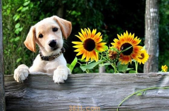 狗的库欣氏综合症症状有什么(图1)