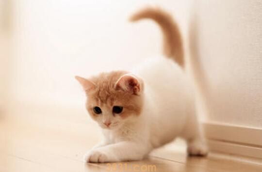 家养的猫有猫抓病吗(图1)