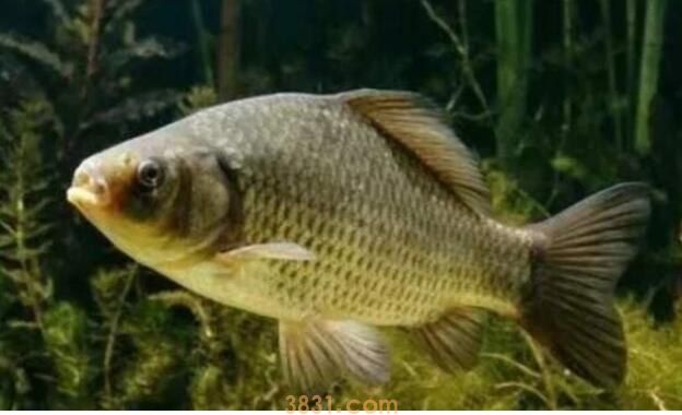 鱼的外形特征有哪些(图1)