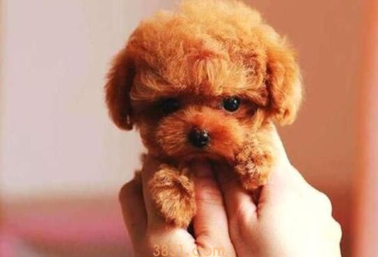 被泰迪咬了出血了不打针没事吧(图1)