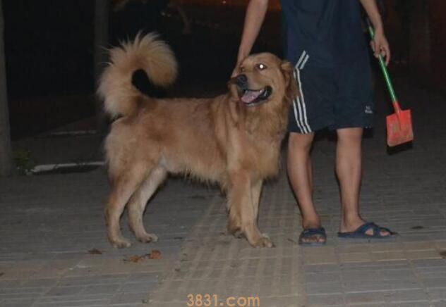 狗一天遛几次合适(图2)