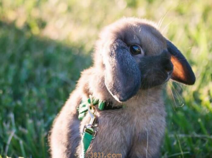 小兔子的外形特点(图2)