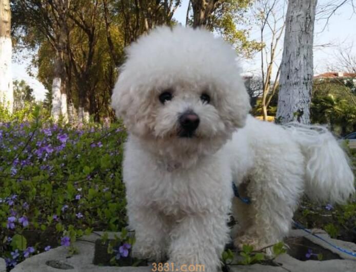 狗一天遛几次合适(图3)