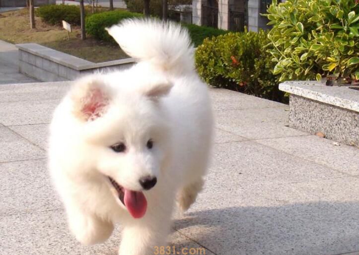 狼会把狗当同类吗(图1)