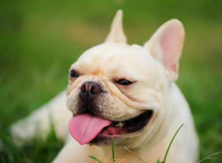 斗牛犬眼睛红正常吗(图2)