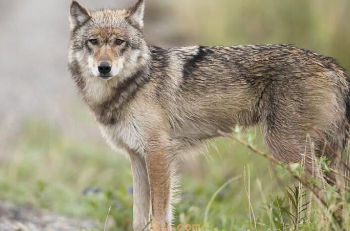 狼会把狗当同类吗(图2)