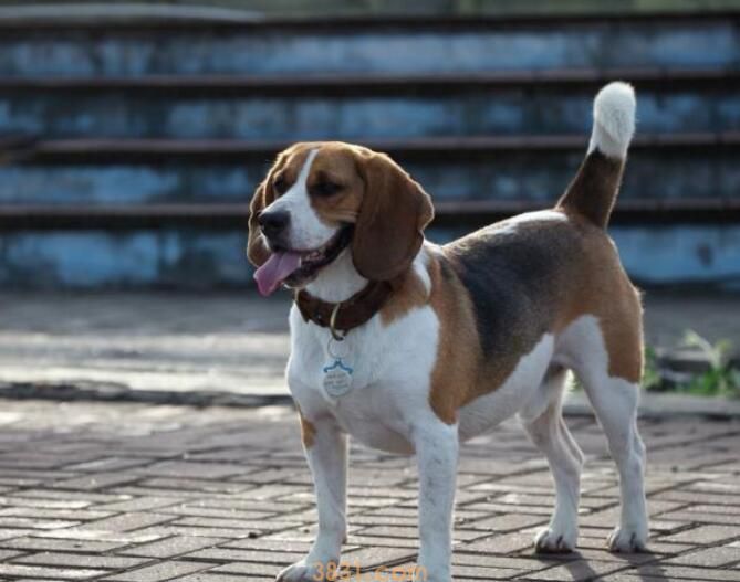 狼会把狗当同类吗(图3)