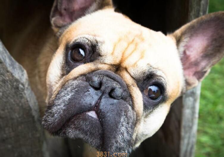 斗牛犬眼睛红正常吗(图3)