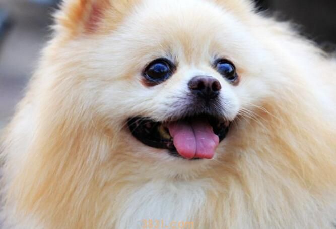 狗吃了鱼骨头怎么办(图2)