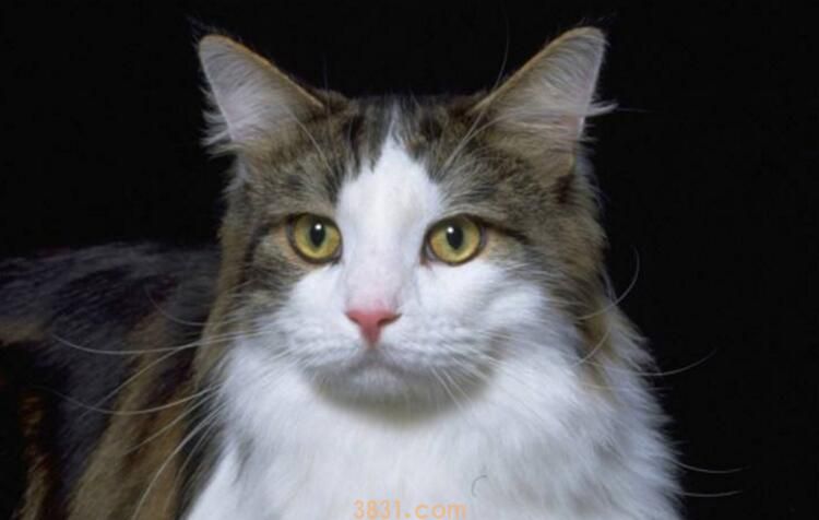 猫能吃西兰花吗(图1)