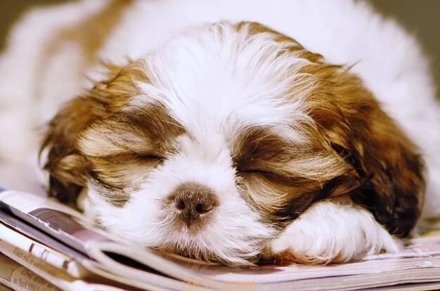 狗吃了鱼骨头怎么办(图3)