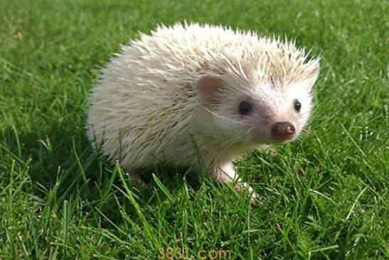 迷你刺猬死了是什么样(图1)