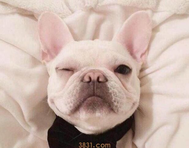 法斗身上有皮屑怎么办(图1)