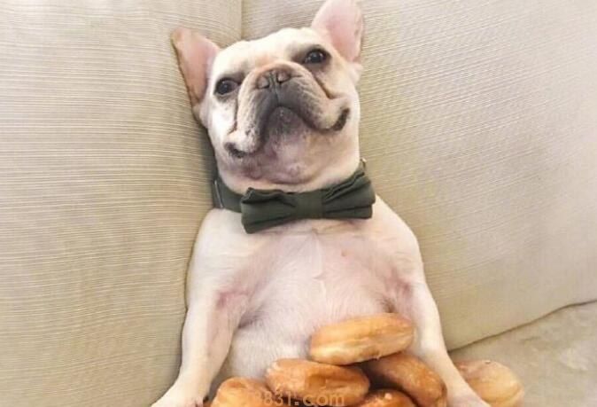 法斗多少度会冻死(图1)