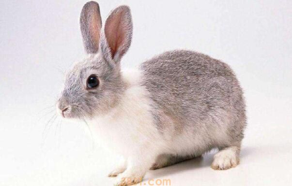 兔子9度会冻死吗(图1)