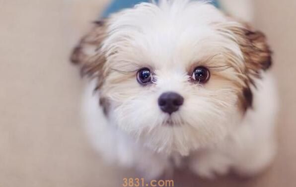 狗狗可以吃煮熟的菠菜吗(图1)