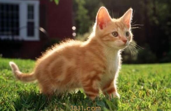 猫冲着人放屁什么意思(图1)