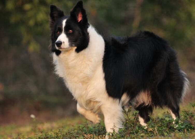 边牧冬季需要狗窝吗(图1)