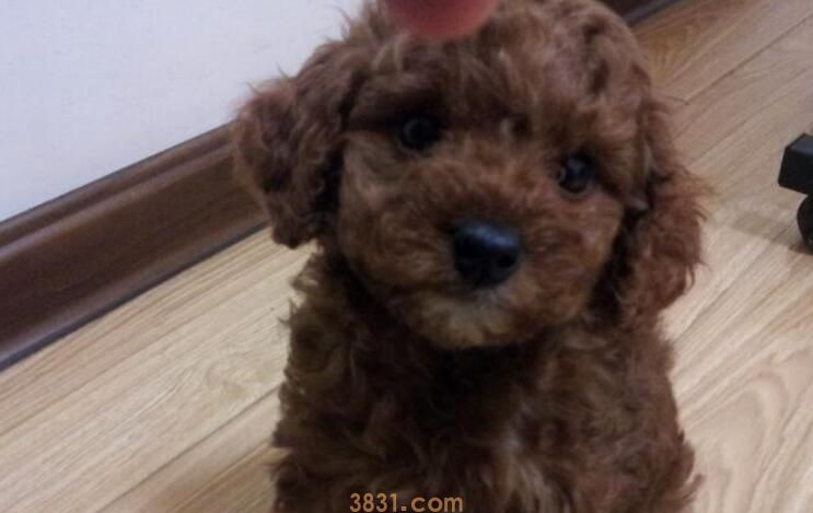 泰迪串串狗聪明吗(图1)