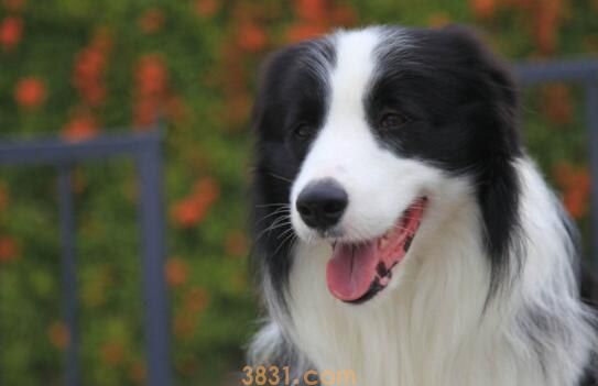 边牧幼犬总是张嘴咬人的原因(图1)