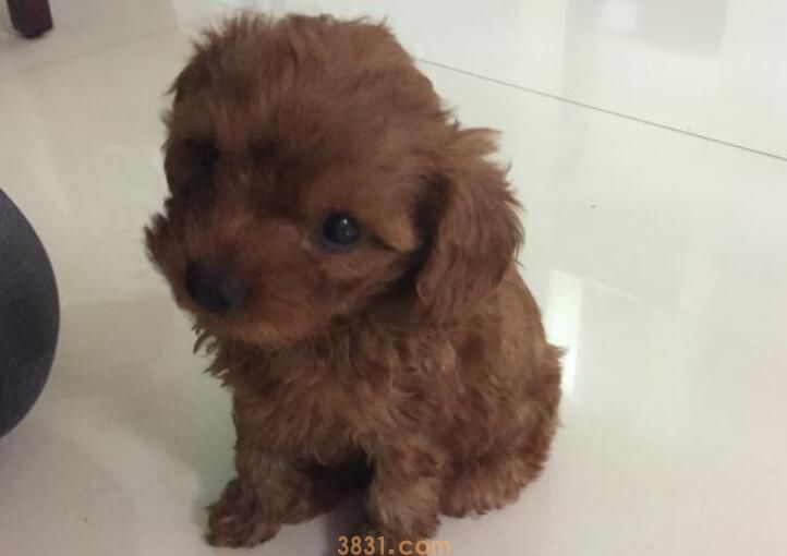 泰迪串串狗聪明吗(图2)