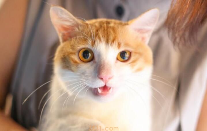 小猫不大便怎么办(图1)