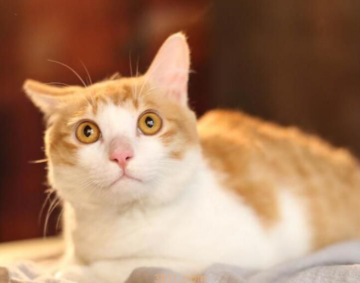 小猫不大便怎么办(图2)