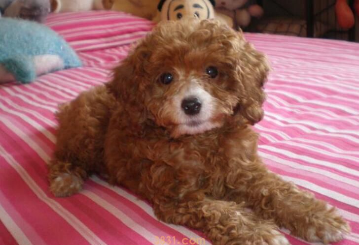 泰迪串串狗聪明吗(图3)