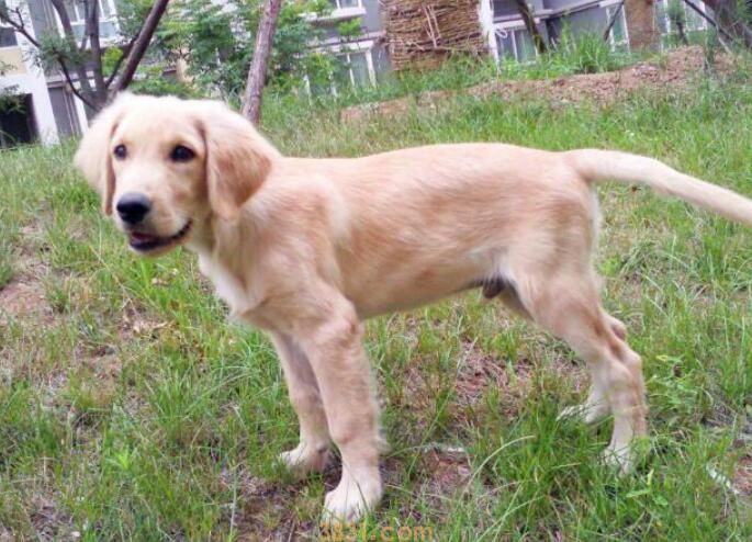 狗一天遛几次合适(图1)