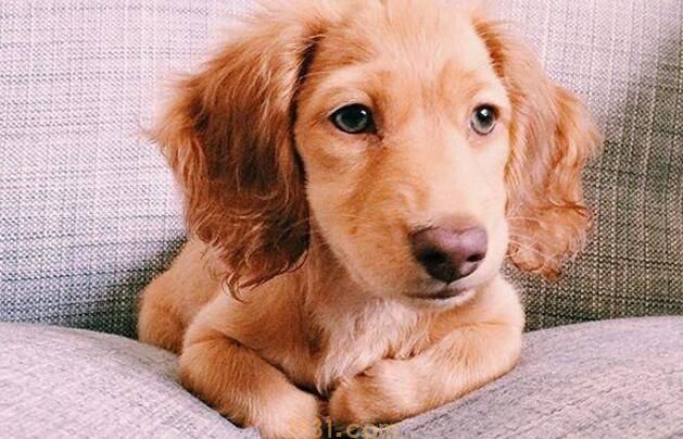 狗狗吃了辣椒怎么办(图1)