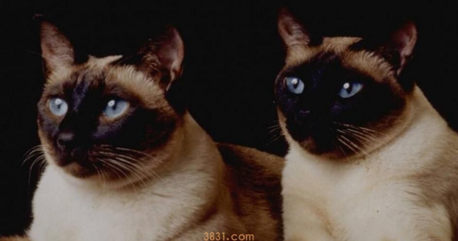 猫能吃西兰花吗(图2)