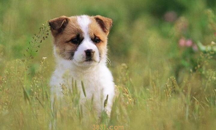 狗狗吃了辣椒怎么办(图2)