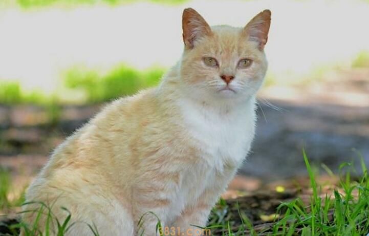 猫呼吸有不通气的声音怎么回事(图1)