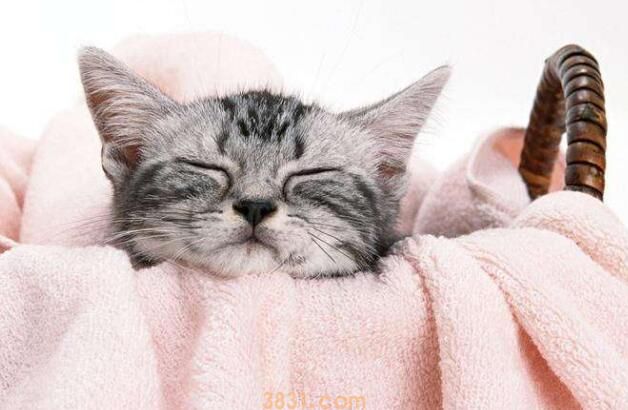 猫呼吸有不通气的声音怎么回事(图2)