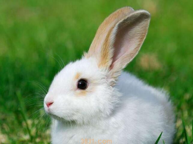 兔子怀孕周期(图1)