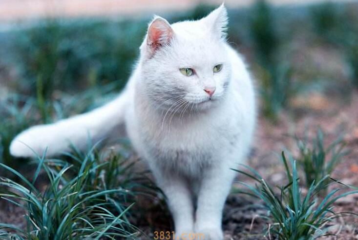 猫呼吸有不通气的声音怎么回事(图3)