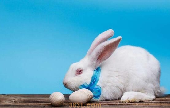 兔子怀孕周期(图3)