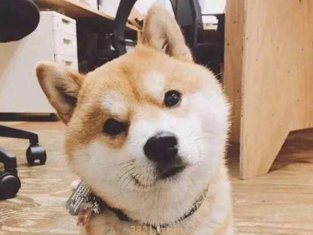 柴犬多大定型(图1)