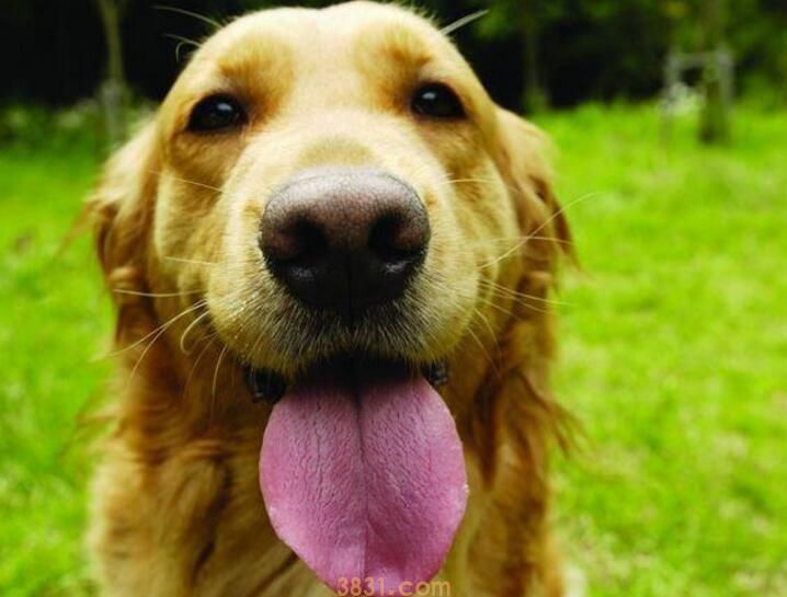 如何教狗狗在指定地方上厕所(图2)