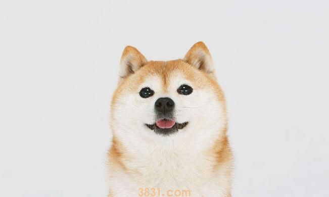 柴犬多大定型(图2)