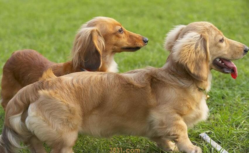 如何教狗狗在指定地方上厕所(图3)