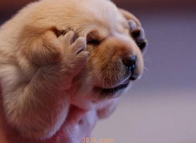 狗睡觉呼吸急促的原因(图1)