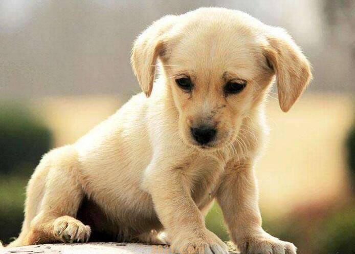 每个狗都有狂犬病吗(图1)