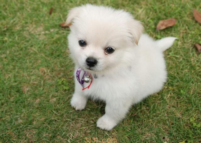 狗睡觉呼吸急促的原因(图3)