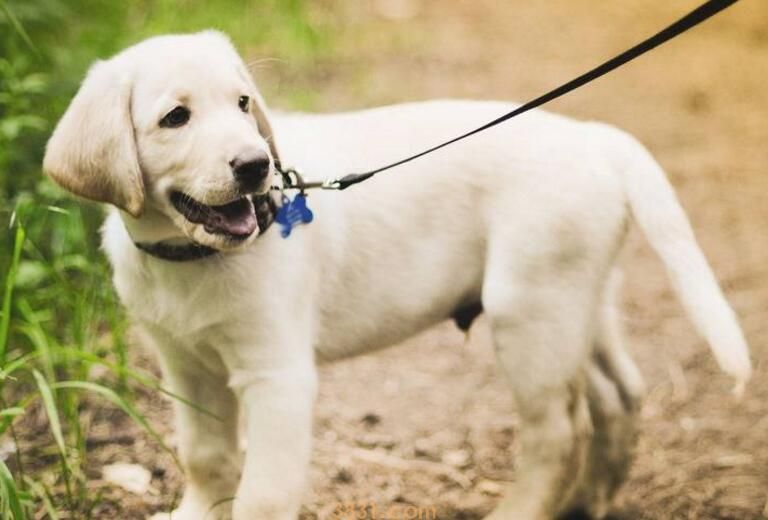 每个狗都有狂犬病吗(图2)