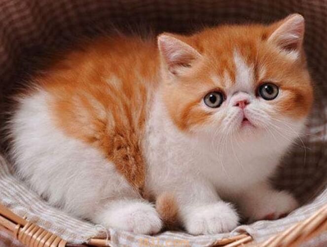 加菲猫多久洗一次澡(图1)